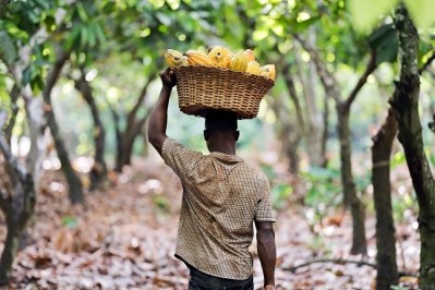 Four million farmers and workers follow the Rainforest Alliance Sustainable Agriculture Standard, the organisation claims. Pic: Rainforest Alliance 