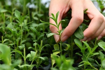 Stevia seedlings. Pic: Howtian Group