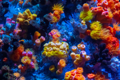 Mars is mobilising partners in a coral reef restoration project / Pic: GettyImages-Tobiasjo 