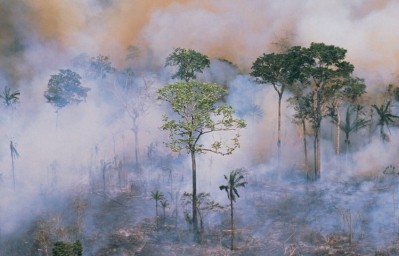 Is the European Council watering down the bloc's deforestation due diligence proposals? / Pic: GettyImages-Stockbyte