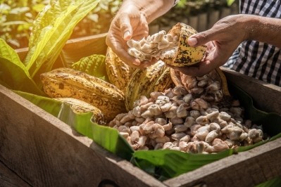 the Rainforest Alliance focuses on the production of commodities such as cocoa, coffee, palm oil, and forest products. Pic: GettyImages/aedkis