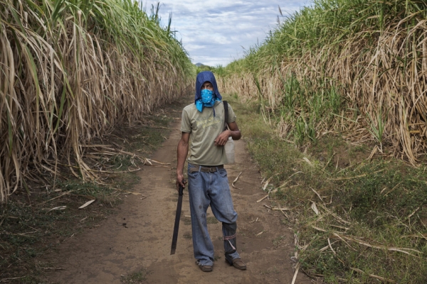 sugarcane worker ed kashi