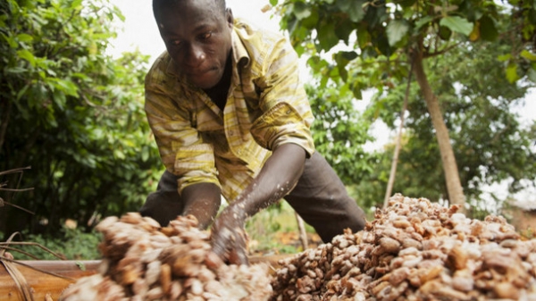 cocoa farmer fairtrade