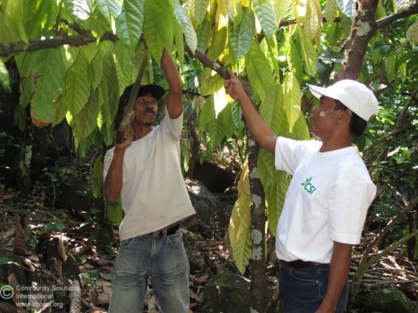 Cocoa tree pruning