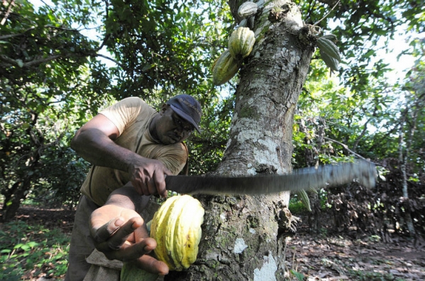 cocoa-harvest_GettyImages-82914391_Issouf Sanogo