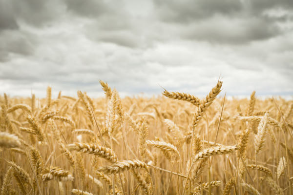 GettyImages-Dan Brownsword wheat field