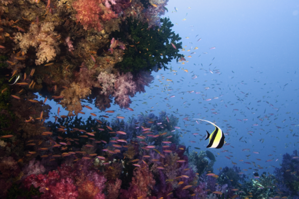 GettyImages-Rene Frederick coral reef ocean fish