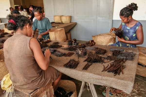 Malagasy workers manufacturing vanilla near Sambava, Madagascar on January 12, 2017, copyright pierivb