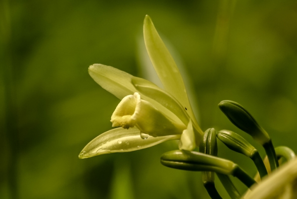 vanilla planifolia, madagascar vanilla orchid flower, pierivb