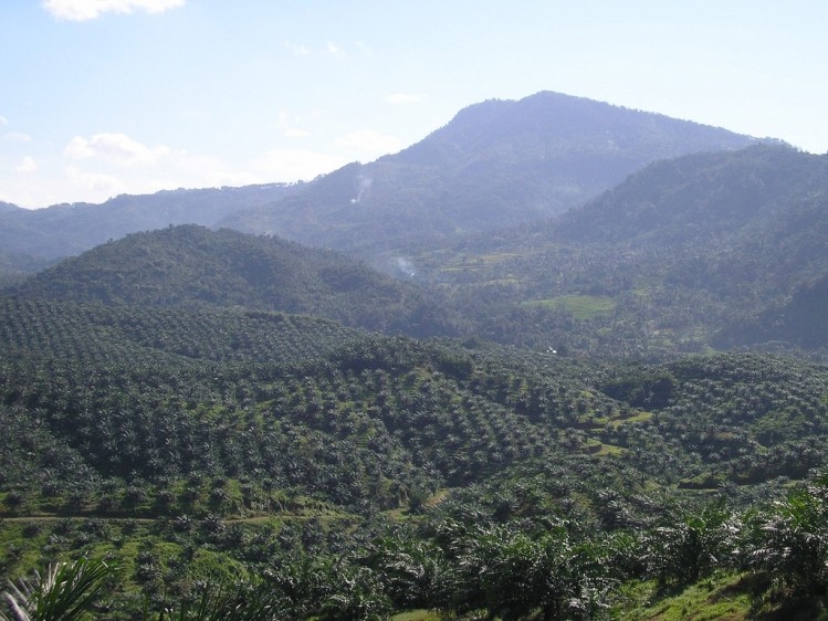 Palm oil demand increases result in massive carbon dioxide emissions