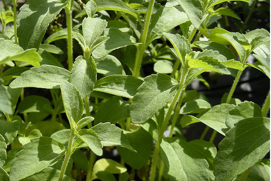 Steviol glycosides from the stevia plant are ideal for sweetness, but require supporting ingredients for bulking. Barry Callebaut outlines the best solution.