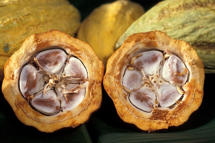 How might the sale of ADM cocoa impact the global cocoa supply?