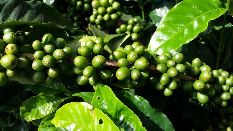 Brazil suspends green coffee imports from Peru to prevent infection of cocoa crop with Moniliasis