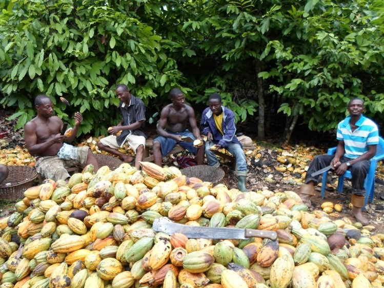 Cocoa farmers implement industry sustainability programs so ‘should not be the outsiders’, says newly formed International CoCoa Farmers Organization