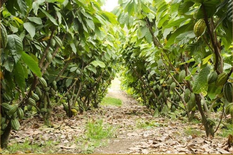 Chocolate majors circling Ecuador for single estate cocoa, says world's largest fine flavor cocoa plantation