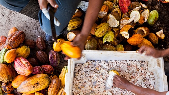 Mars looks to scale up cocoa research at larger plantation. Photo: Mars