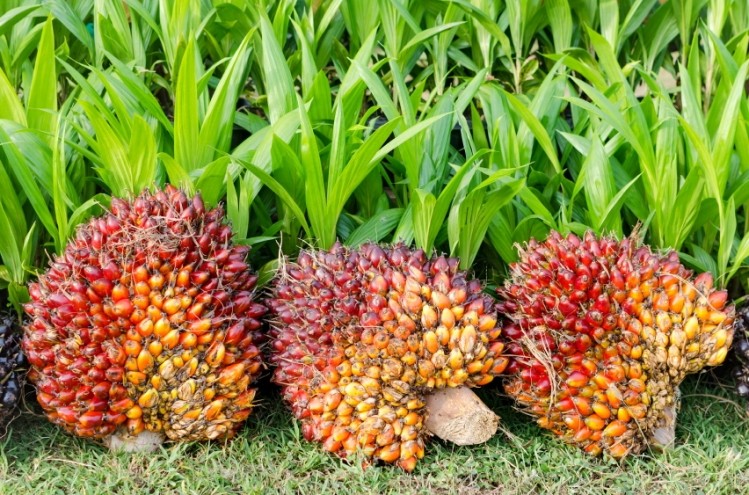 Stopping ‘bad karma’ could save palm oil industry millions
