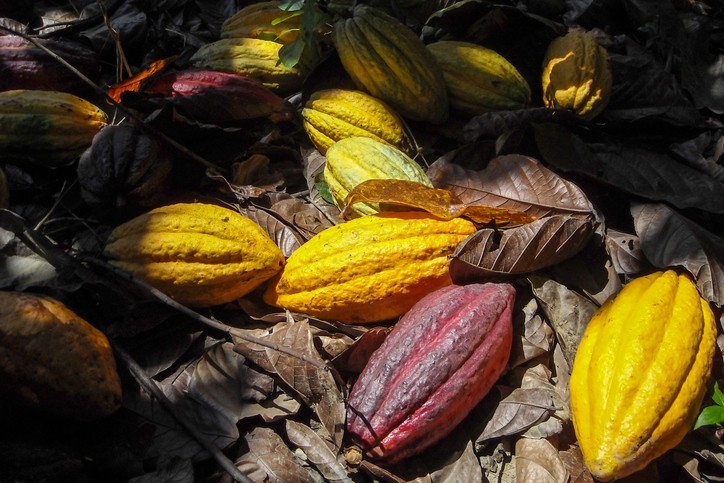 Mondelēz's Cocoa Life program is set to reach 200,000 cocoa farmers by 2022.  Photo: ©iStock/bakus35