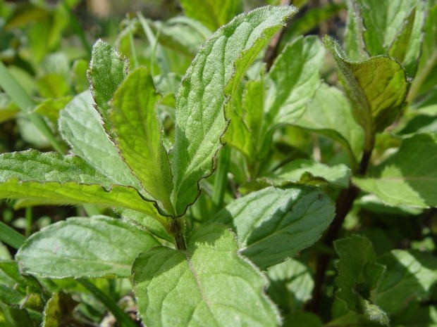 Paramount Aromachem India to supply synthetic spearmint flavor L-carvone from new factory near Delhi 