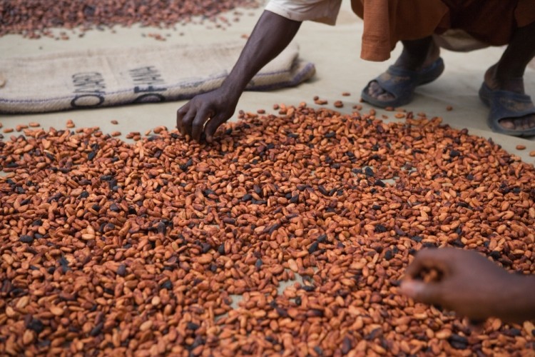Barry Callebaut teams with Rainforest Alliance for certified Cameroonian cocoa