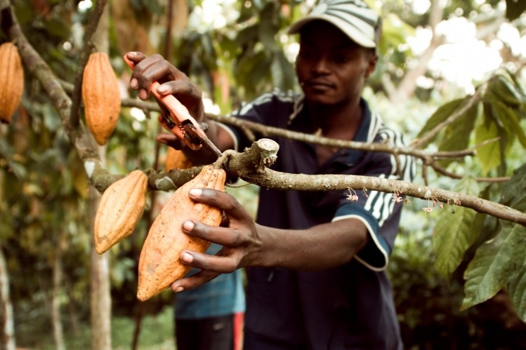Theo Chocolate sources the bulk of its cocoa from an unstable region in the Democratic Republic of Congo 