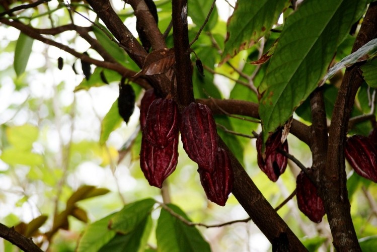 Only members of Brazil's cocoa co-op who produce organically are able to use the CABRUCA trademark