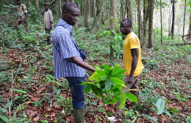 Researchers on an illegal cocoa farm (photo W. Scott McGraw, Ohio State University)
