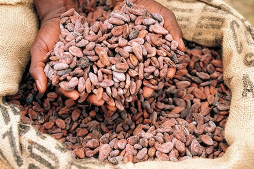 Mondelez and Callebaut up cocoa sustainability efforts