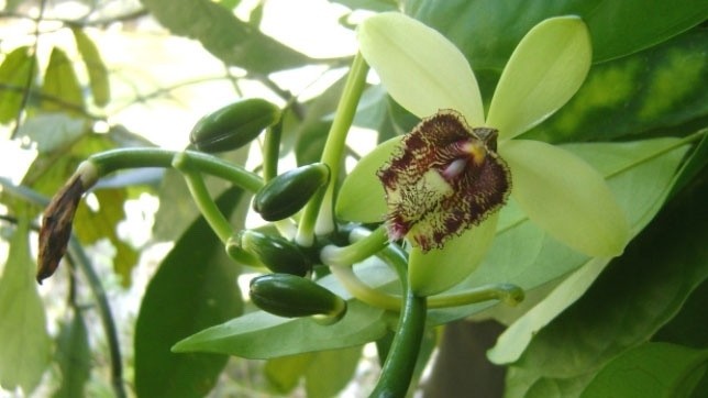 Vanilla shenzhenica is a species of vanilla orchid