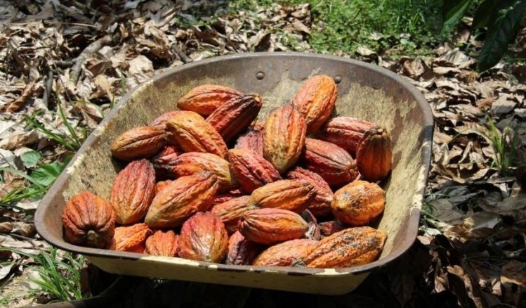 Cimarron Cocoa Estates claims its Sacha Gold cocoa is fine flavor and has genetics superior to anything seen before. Photo:Cimarron