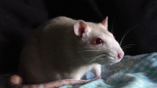Mondelēz raises doubts about unpublished rat study