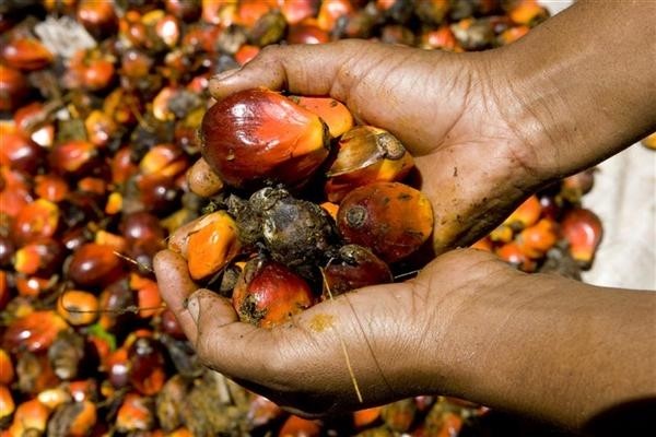 Palm oil-free may be emerging trend