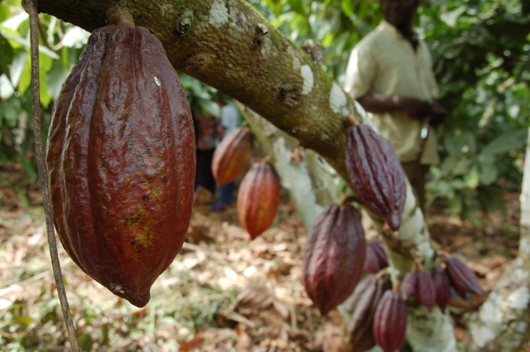 New WCF president highlights four key threats to the cocoa supply chain. Photo: WCF