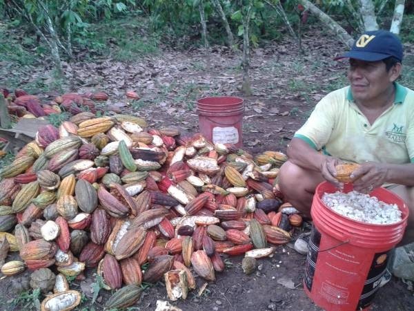 How can the organic industry keep cocoa farmers from using yield gaining pesticides and fertilizer? Photo Credit: Jacobo Salas