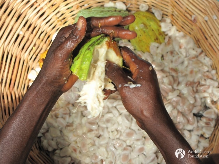 Does the long-term future of cocoa lie outside West Africa? Photo Credit: WCF