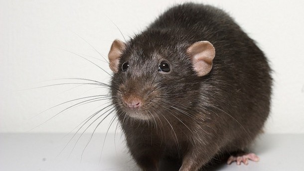 Pre-diabetic obese rats showed signs of delaying type 2 diabetes progression when on a diet containing cocoa powder. Photo credit Alexey Krasavin