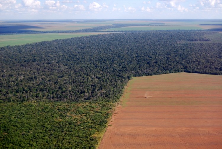 Forest in Brazil cleared for soy crops. ©iStock/Phototreat
