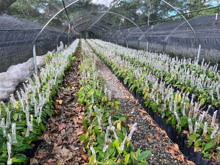 cocoa seedlings fundopo 950 CN