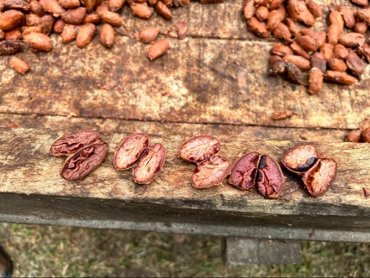 coridllera cocoa beans open crop