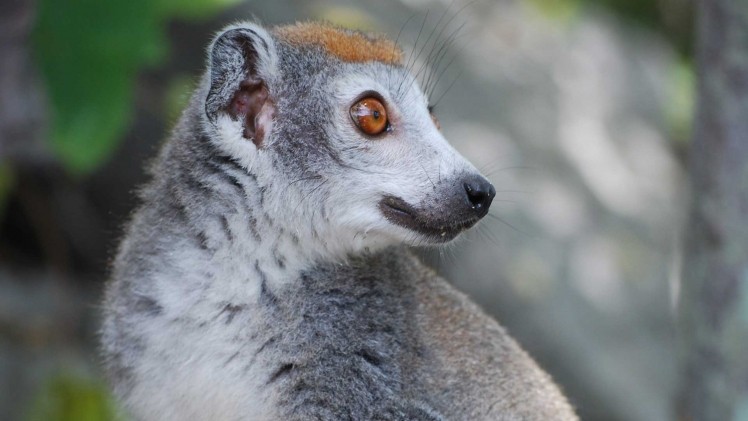 MIA Lemur madagascar