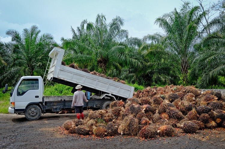 palm oil truck migin