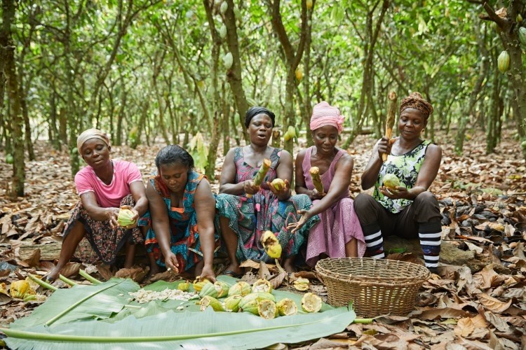 Women cracking cocoa pods in Ghana Olam 750