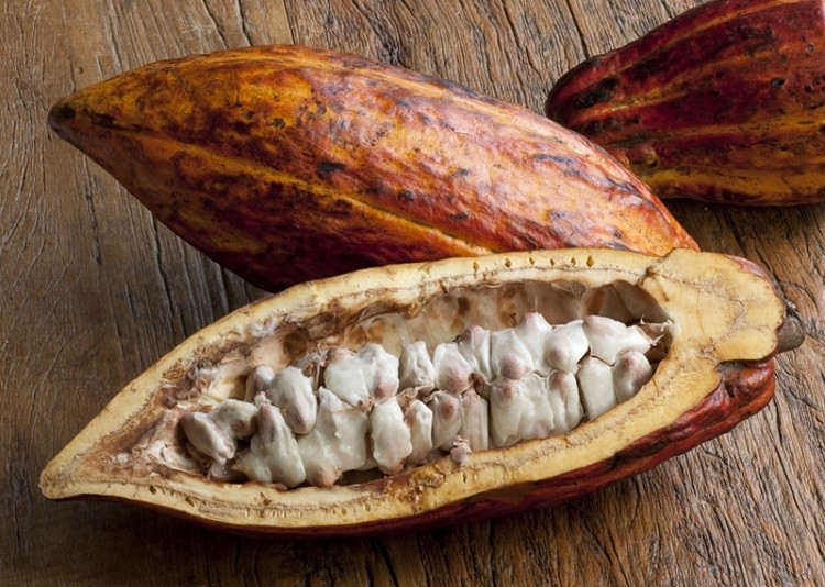 Candid uses the whole cocoa pod (both fruit and seeds) for its Noons cocoa bites. Pic: GettyImages/Tina Fields 