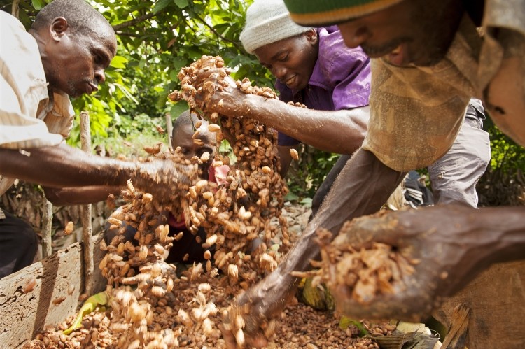 Short-term sourcing deals hamper cocoa sustainability efforts, warns Ivorian cooperative. Photo credit: Eric St-Pierre
