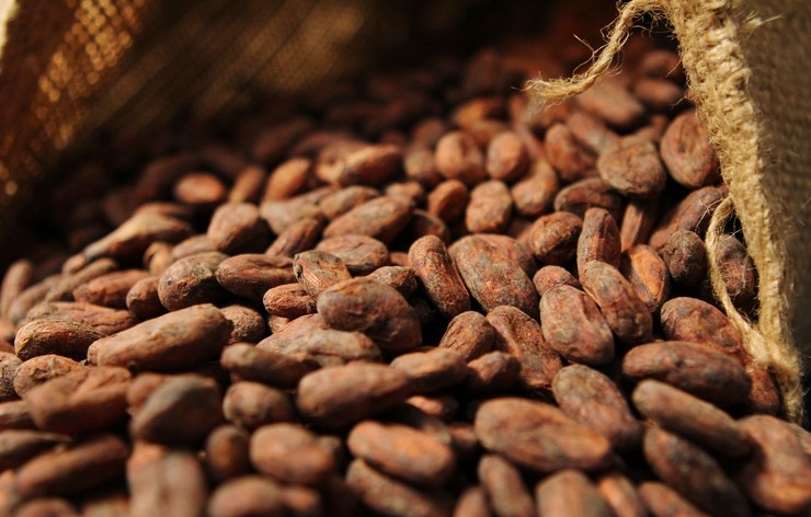 Cocoa grinds increase; West Africa producer prices remain unchanged. ©GettyImages/ioacona