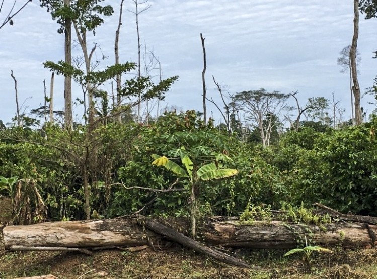 Mighty Earth says chocolate companies should commit to zero deforestation globally as maps show more cocoa orgins affected. Photo: Mighty Earth