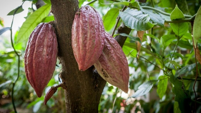 Waste from Cote d’Ivoire cocoa pods will be used to generate electricity in the country's new biomass power generation plant. Pic: GettyImages