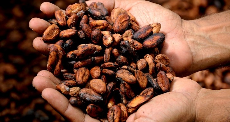 Cocoa beans have seen the highest growth in sales during 2016-2017. Pic: gbhchocolatier