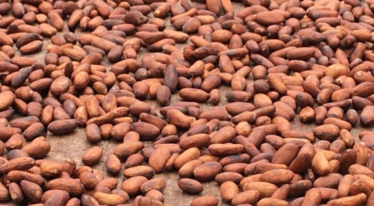 Venezuela's cocoa beans had a reputation as a premium commodity. Pic: ConfectioneryNews