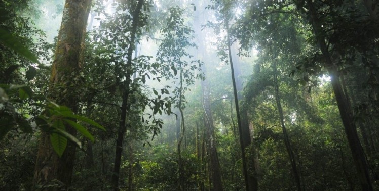 The Rainforest Alliance has began testing additional sustainability indicators related to production costs and shade-tree cover. Pic: The Rainforest Alliance